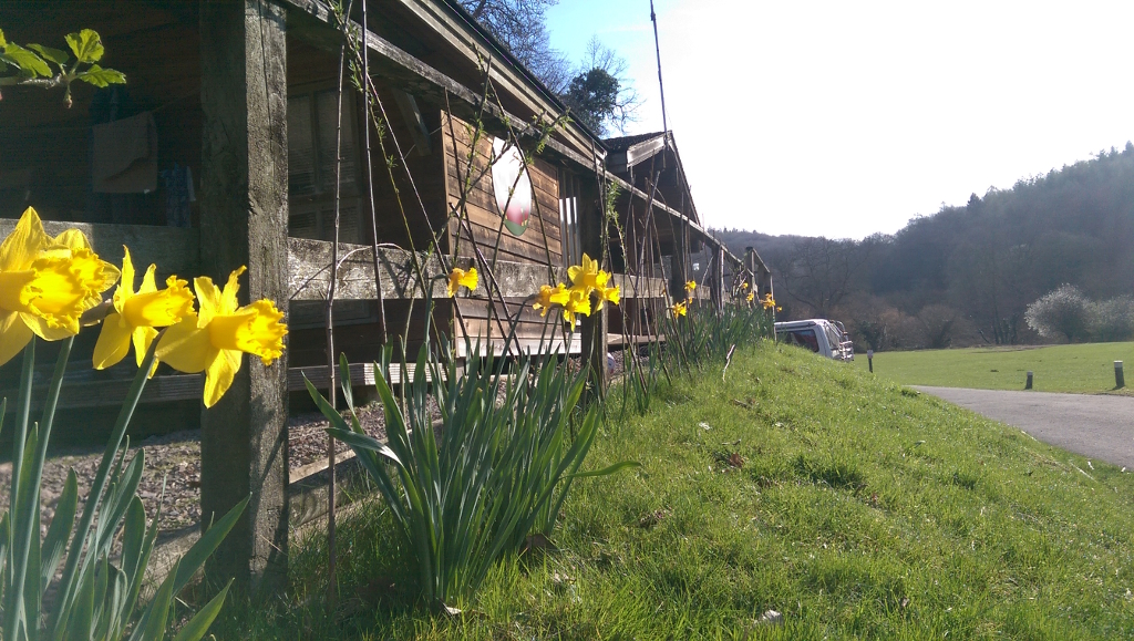 Daffodills growing outside the wardens cabin